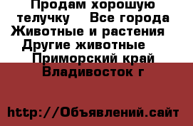 Продам хорошую телучку. - Все города Животные и растения » Другие животные   . Приморский край,Владивосток г.